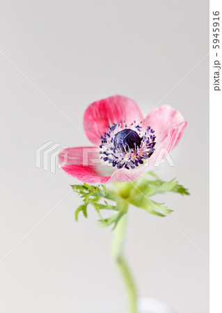 anemone flower anemone flower 5945916