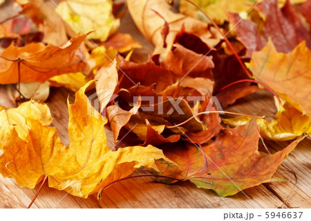 dried leaves 5946637