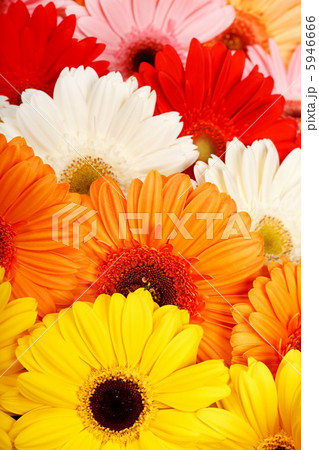 beautiful gerbers beautiful gerbers 5946666