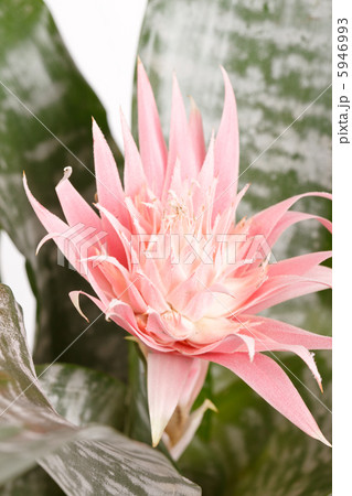 Aechmea Fasciata Bromeliad isolated on white 5946993
