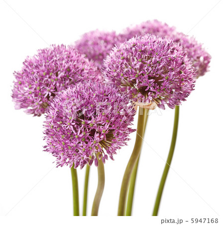 beautiful flowers beautiful flowers 5947168