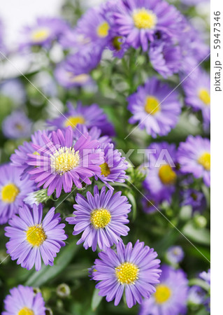 Chrysanthemum Flowers 5947346