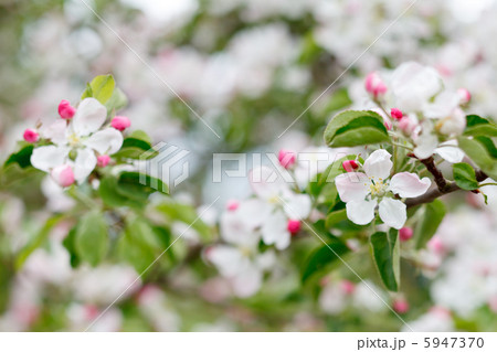 pink apple flowers 5947370