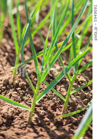 Young garlic plants 5949091