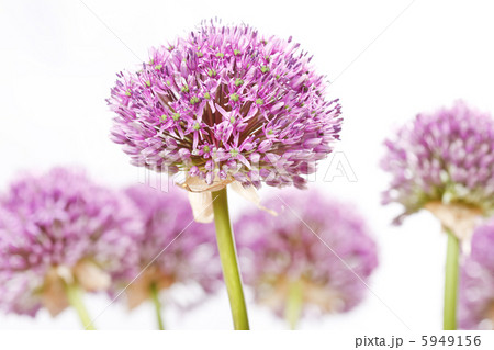 beautiful flowers 5949156