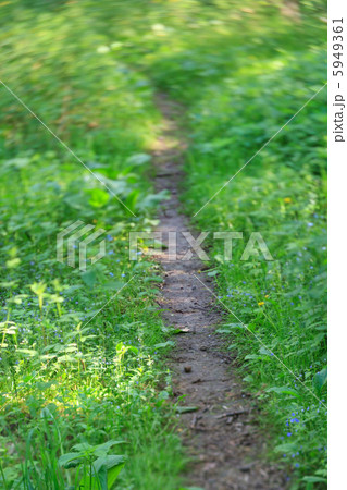 Forest path Forest path 5949361