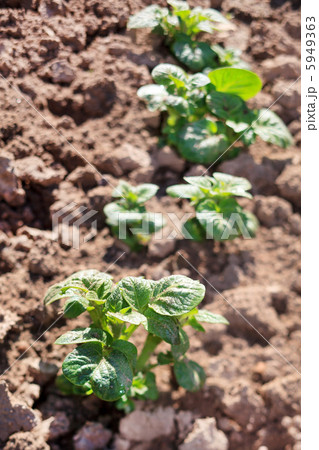 spring potato 5949363
