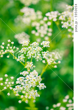 white flowers 5950054