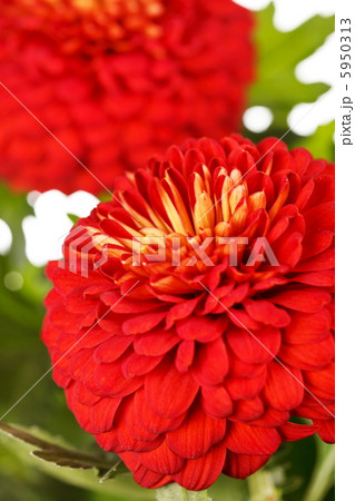 Chrysanthemum Flowers Chrysanthemum Flowers 5950313
