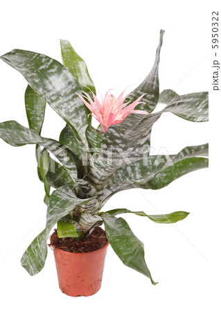 Aechmea Fasciata Bromeliad isolated on white 5950322