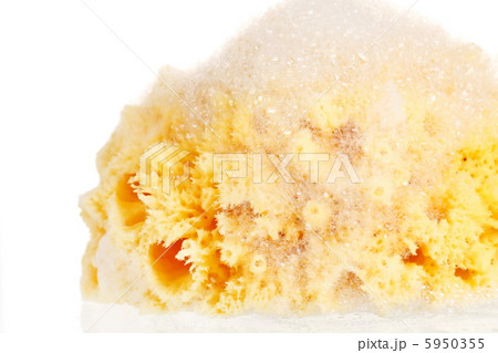 Natural sponge with foam Natural sponge with foam 5950355