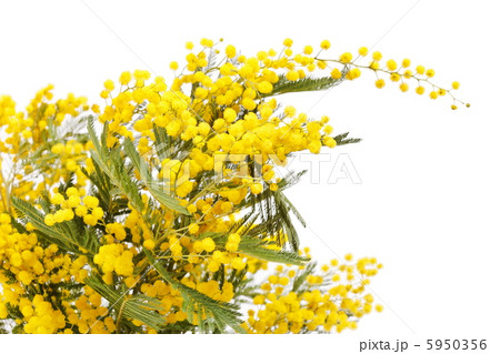 branch of a mimosa on a white background branch of a mimosa on a white background 5950356
