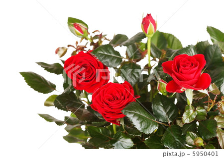 roses in a pot roses in a pot 5950401
