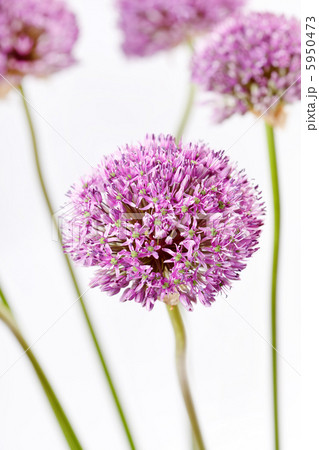 beautiful flowers beautiful flowers 5950473