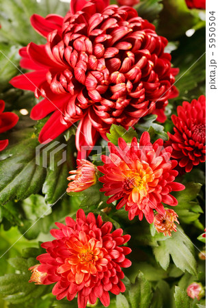 Chrysanthemum Flowers 5950504