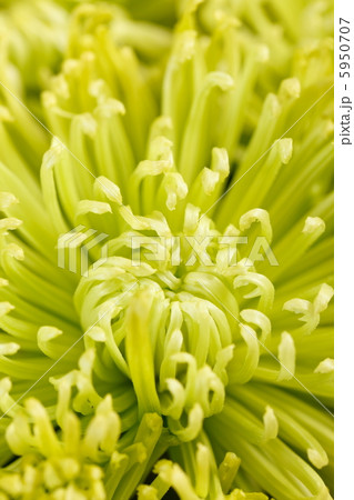 Chrysanthemum Flowers Chrysanthemum Flowers 5950707