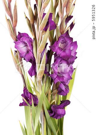 gladiolus on the white 5951326