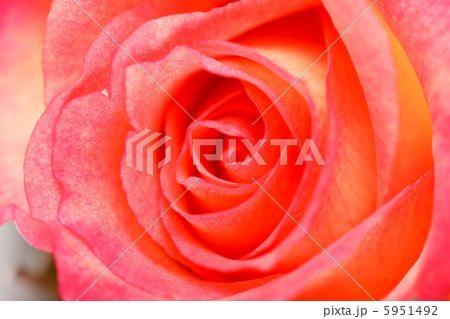 beautiful roses beautiful roses 5951492