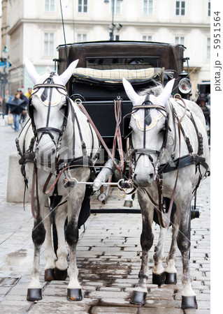 Fiaker Horses Fiaker Horses 5951564