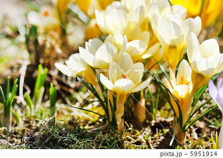 rich spring flowers 5951914