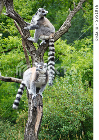 Cute Lemurs Cute Lemurs 5951936