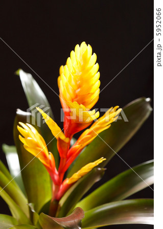 Window plant "vriesea splendens" 5952066