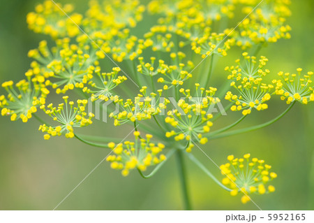 flowers of dill 5952165