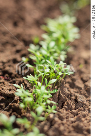 water cress water cress 5952166