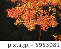 紅葉 5953081