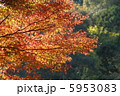 紅葉 5953083