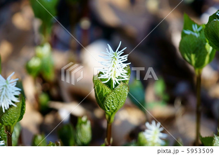 一人静 ヒトリシズカと申します。 一人静 ヒトリシズカと申します。 5953509
