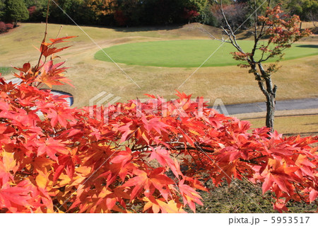 ゴルフ場の紅葉 5953517