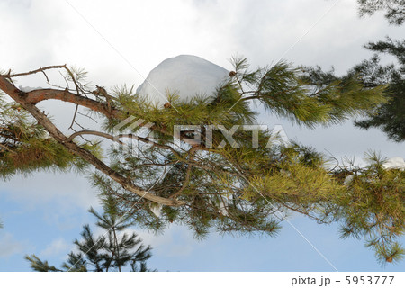 松の枝と雪 松の枝と雪 5953777