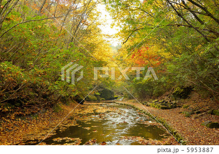 岳切渓谷の紅葉 5953887