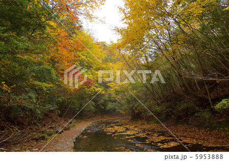 岳切渓谷の紅葉 5953888