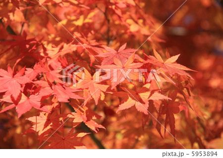 紅葉 紅葉 5953894