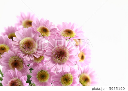 満開の小菊 満開の小菊 5955190