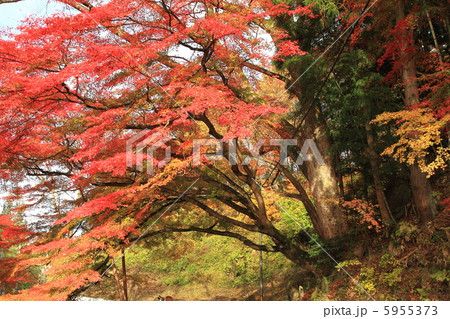 落合の大もみじ 5955373