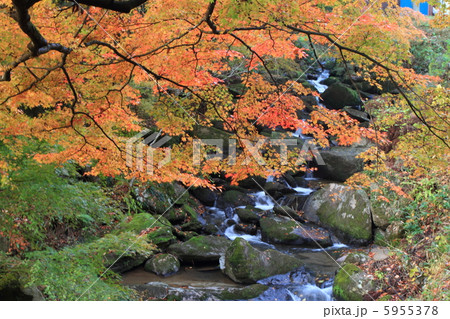 落合の大もみじ 5955378