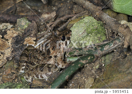 サキシマヌマガエル１ 5955451