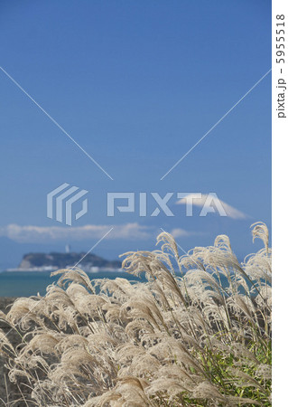 江ノ島と富士山とススキ 5955518