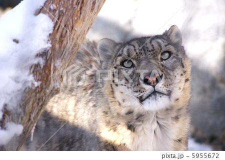ユキヒョウ ユキヒョウ 5955672