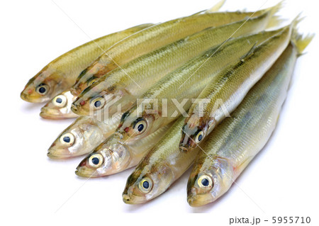 ワカサギ 5955710