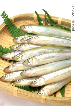 ワカサギ 5955713