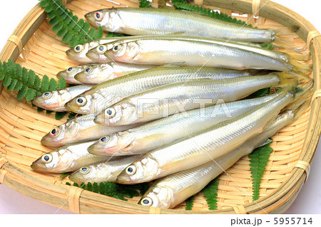 ワカサギ 5955714
