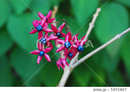 クサギ果実 クサギ果実 5955807