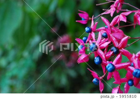 クサギ果実 クサギ果実 5955810