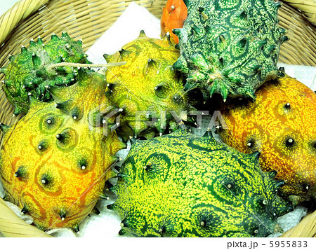 ニガウリ 5955833