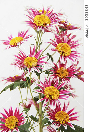 菊の花 菊の花 5955843