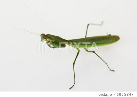 カマキリ 5955847